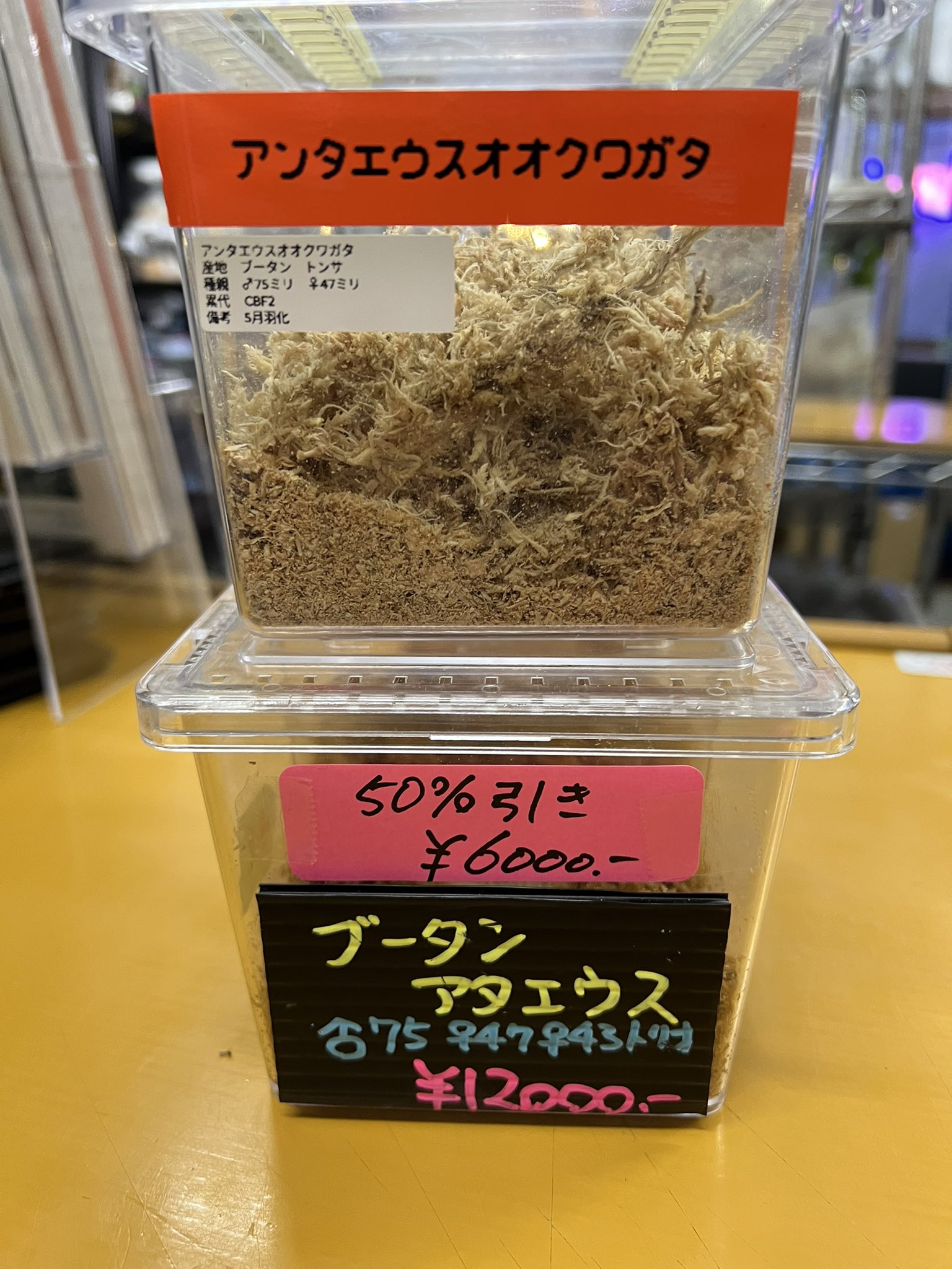 クワガタカブト専門店ブラッキー on X: 