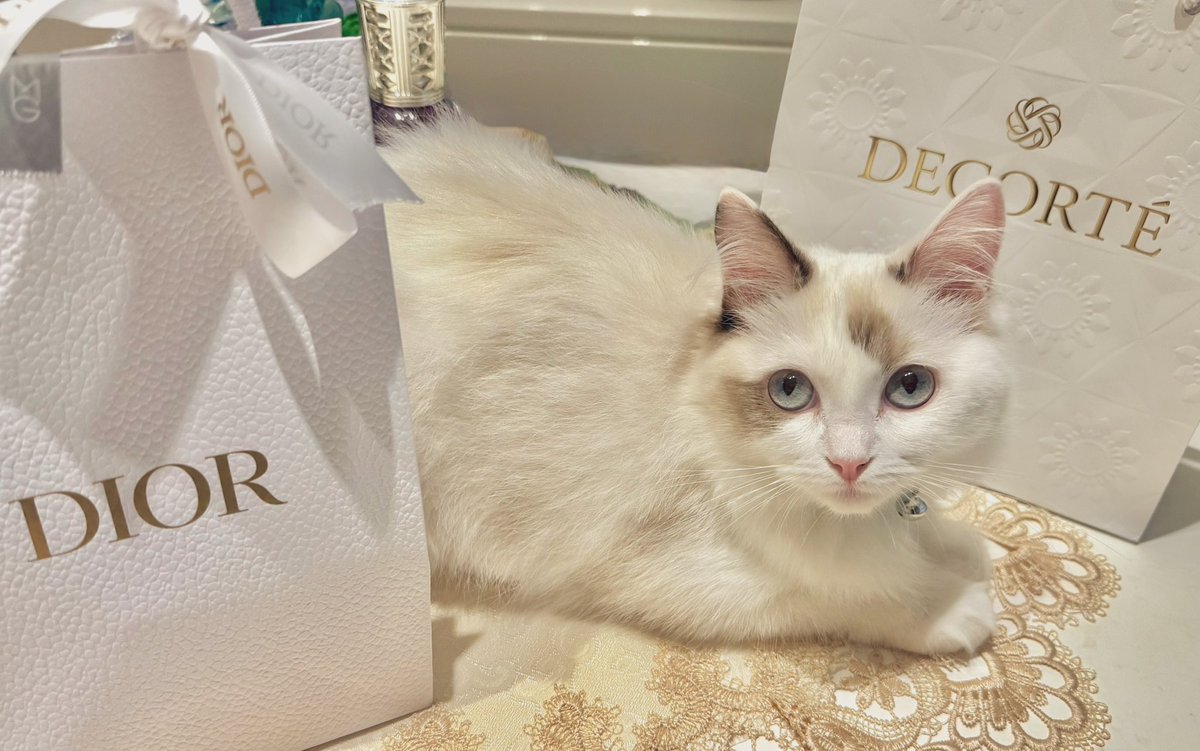 ほた-にゃん にゃんだボール2 | PETBOXオンラインストア