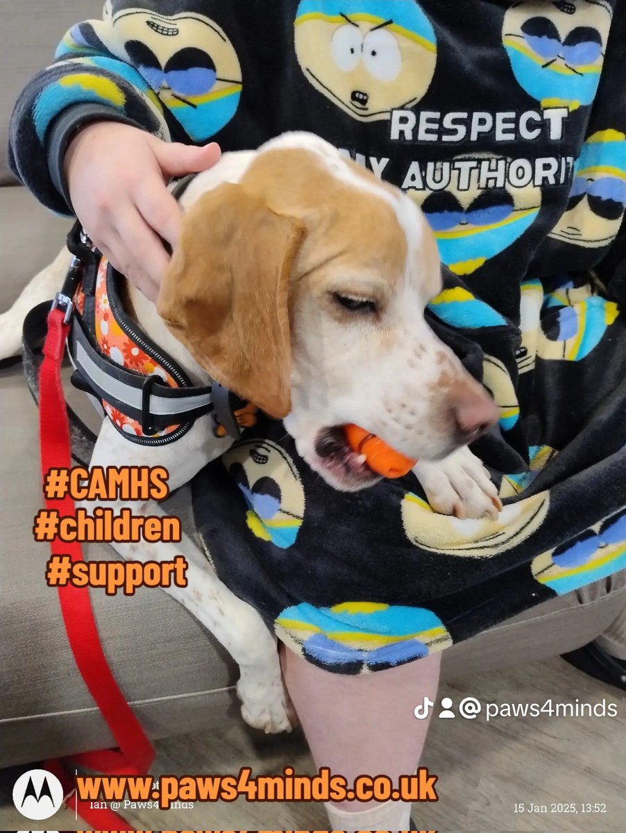 Noodle is our Therapy Dog <a href="/Paws4Minds/">Paws4Minds</a>

We visit Inspire CAMHS, Hull College, The Bridges Rehabilitation Centre &amp; other organisations 

#therapydog #MentalHealth #MentalHealthMatters #MentalHealthAwareness #MentalWellness #MentalHealthAdvocate #stressrelief  paws4minds