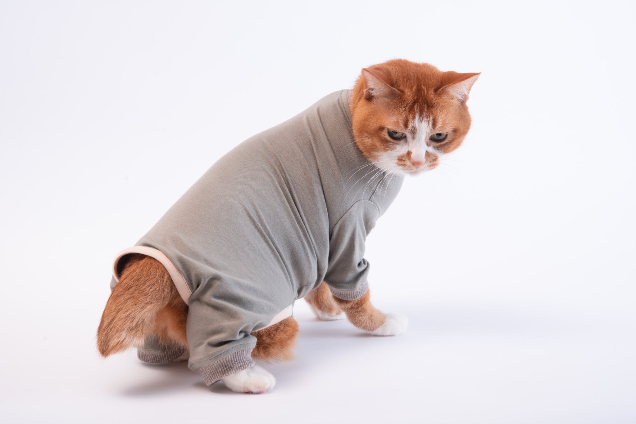 ぽぽねこ®︎【公式】ハゲにくい猫首輪 on X: 