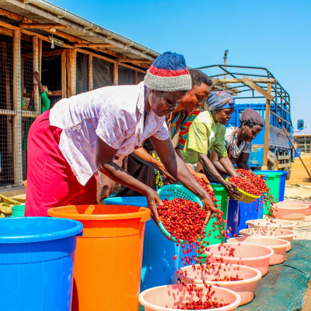 How <a href="/cathiekaba/">Cathie Kaba</a> is Empowering Elgon’s Coffee Farmers 🌱

After a career in finance, admin &amp; sales, Catherine Kabarangira discovered the untapped potential of Uganda’s Elgon coffee in 2019 and the deep challenges farmers faced: low incomes, poor market access &amp; middlemen taking