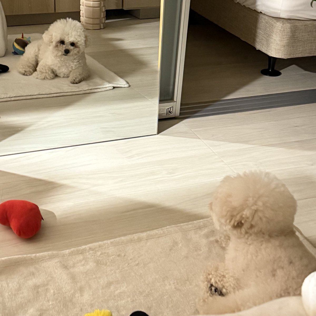 鏡の自分と10分くらいｼﾞｰｯと向き合ってた犬