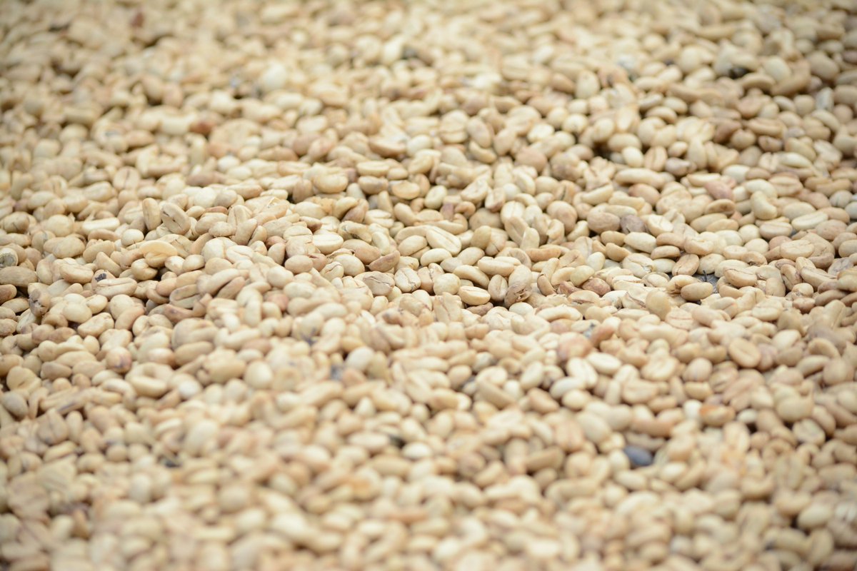 The soil microbiome boosts sesame growth and oil quality—plus soil nutrients—even under saline stress. Harnessing plant–microbe synergy is key for sustainable agriculture and resilient oilseed crops! #Agriculture #Microbiome #SoilHealth @nature ow.ly/tzk550WEoUu