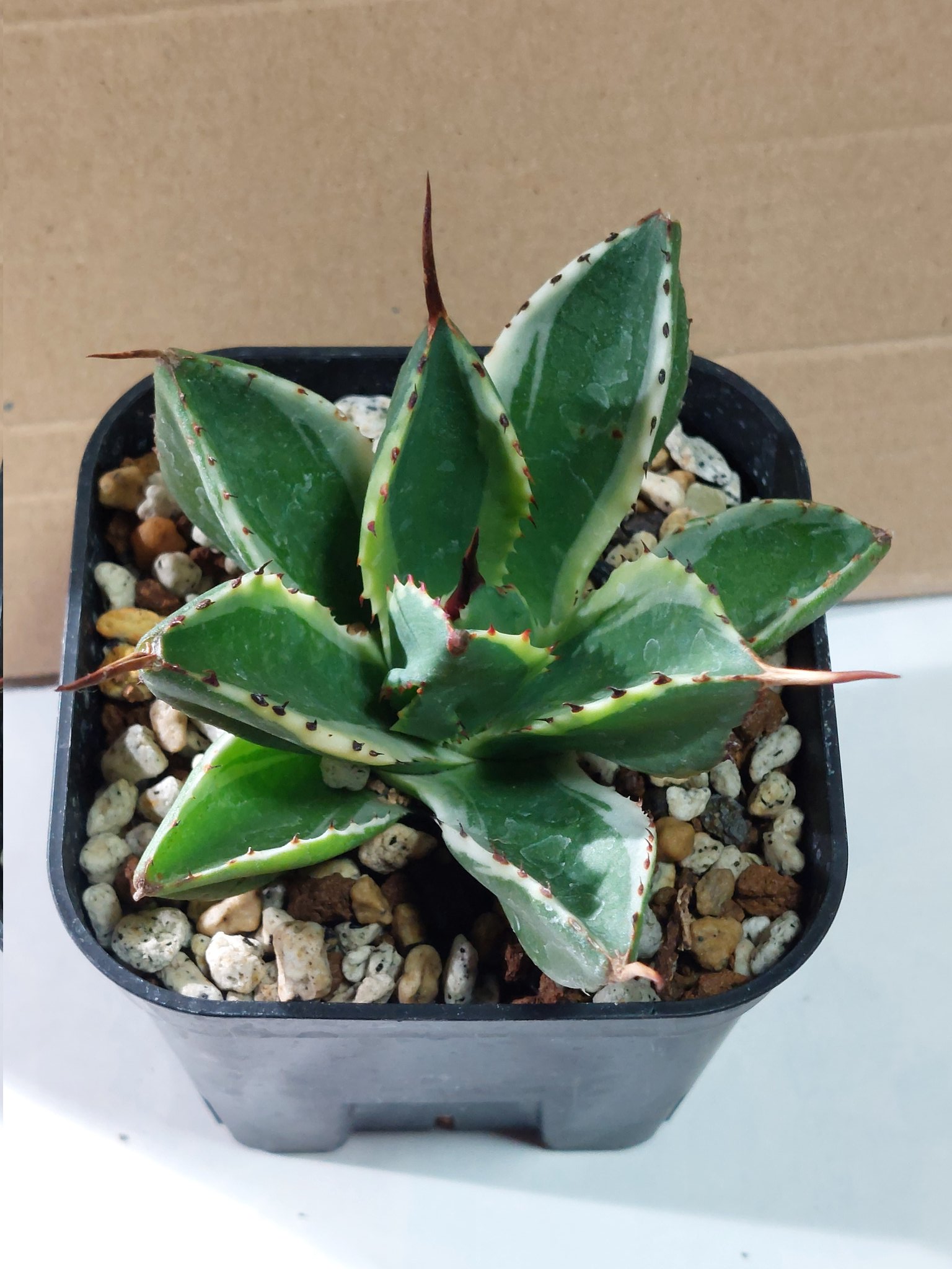 ゲリラ値下げ中❕アガベ キュービック錦 白覆輪縞斑❗