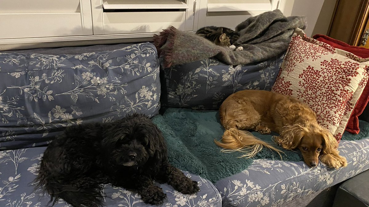 GetsPuppy's tweet photo. We’re having a quiet night at home. No evening walkies because it’s raining. Maybe tomorrow 😻🐶🐶❤️#EveningIn #RosieTheCat #MollyAndBelle https://t.co/rs4IixsKW2