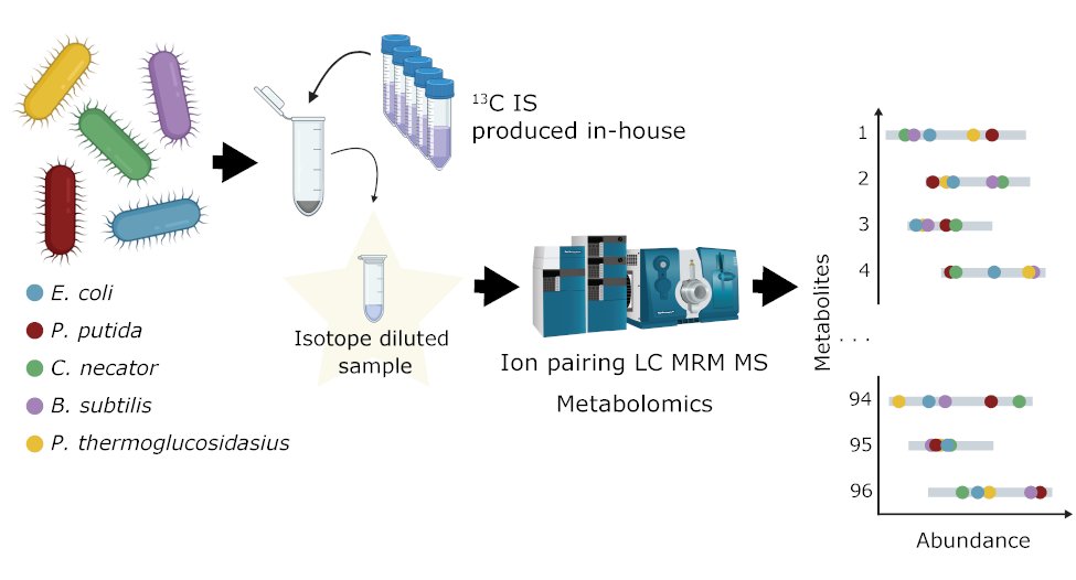 1/ 🚨 New preprint! We've developed a robust IDMS-based LC-MS/MS workflow for high-throughput intracellular metabolomics in diverse bacteria. biorxiv.org/content/10.110…
#Metabolomics #MassSpec #SystemsBiology