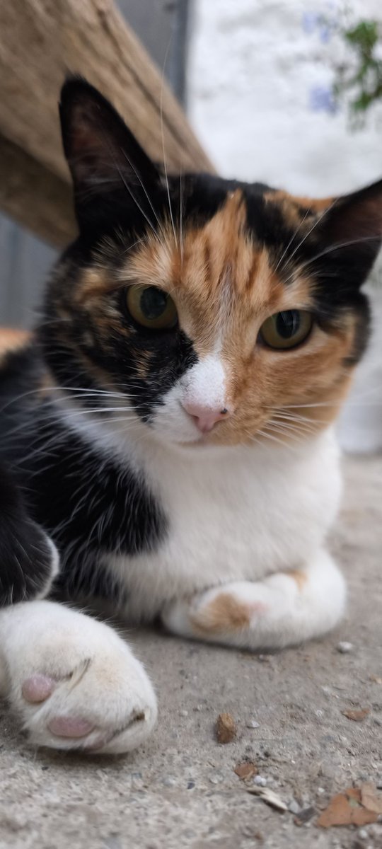 Felinos_Gabias's tweet image. 🔴 NOS FALTAN 100€ PARA LA FACTURA DE #MAYA 🥺🙏🏻🔴 #ayuda #granada