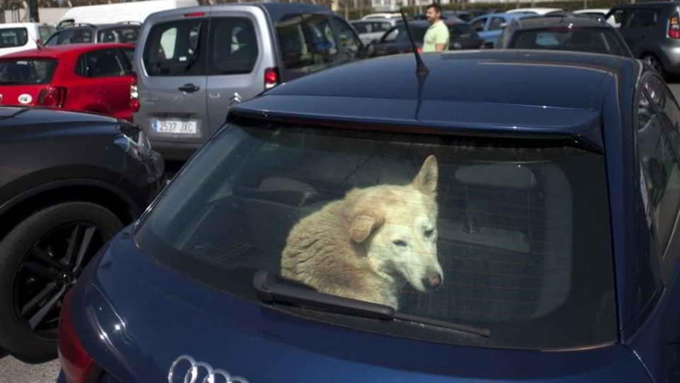 🥵 Vague de chaleur en France aujourd’hui

Ne laissez pas vos animaux de compagnie dans votre voiture, même pour quelques minutes.

Faites attention à eux 🐾