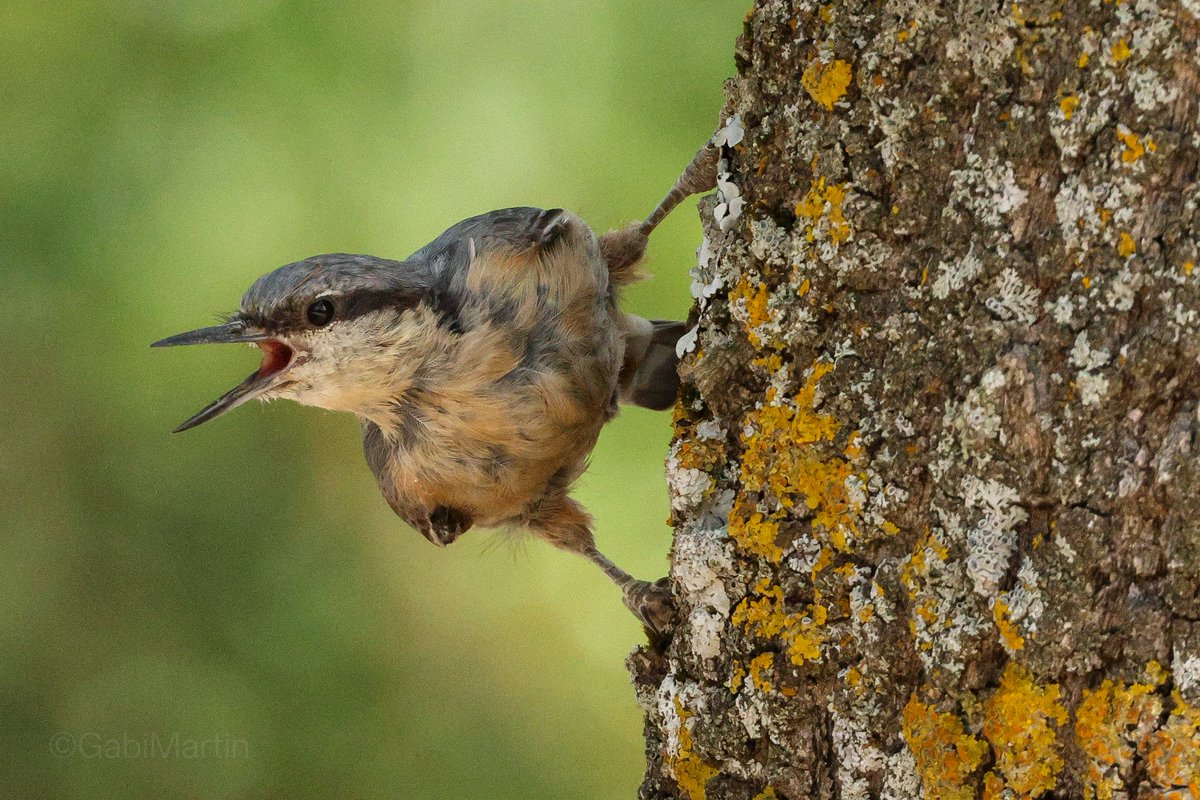 Las aves no tienen glándulas sudoríparas pero combaten el exceso de calor mediante la ventilación interna de los sacos aéreos. Por ello es frecuente verlas abriendo el pico en períodos de calor intenso como el que tenemos ahora.
Aqui veis a un trepador azul ventilándose 🌡️ 💨