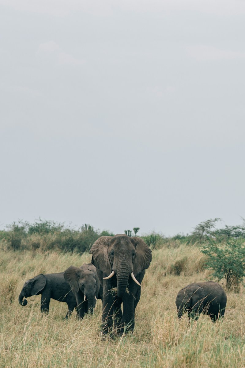 AerolinkUganda's tweet image. Happy #WorldElephantDay! 🐘

Celebrate Uganda&apos;s gentle giants by flying directly to their home with Aerolink, who connect you to Queen Elizabeth &amp;amp; Murchison Falls NPs. Skip the drive, get straight to the safari.

#Aerolink #Uganda #FlyToTheWild #Safari