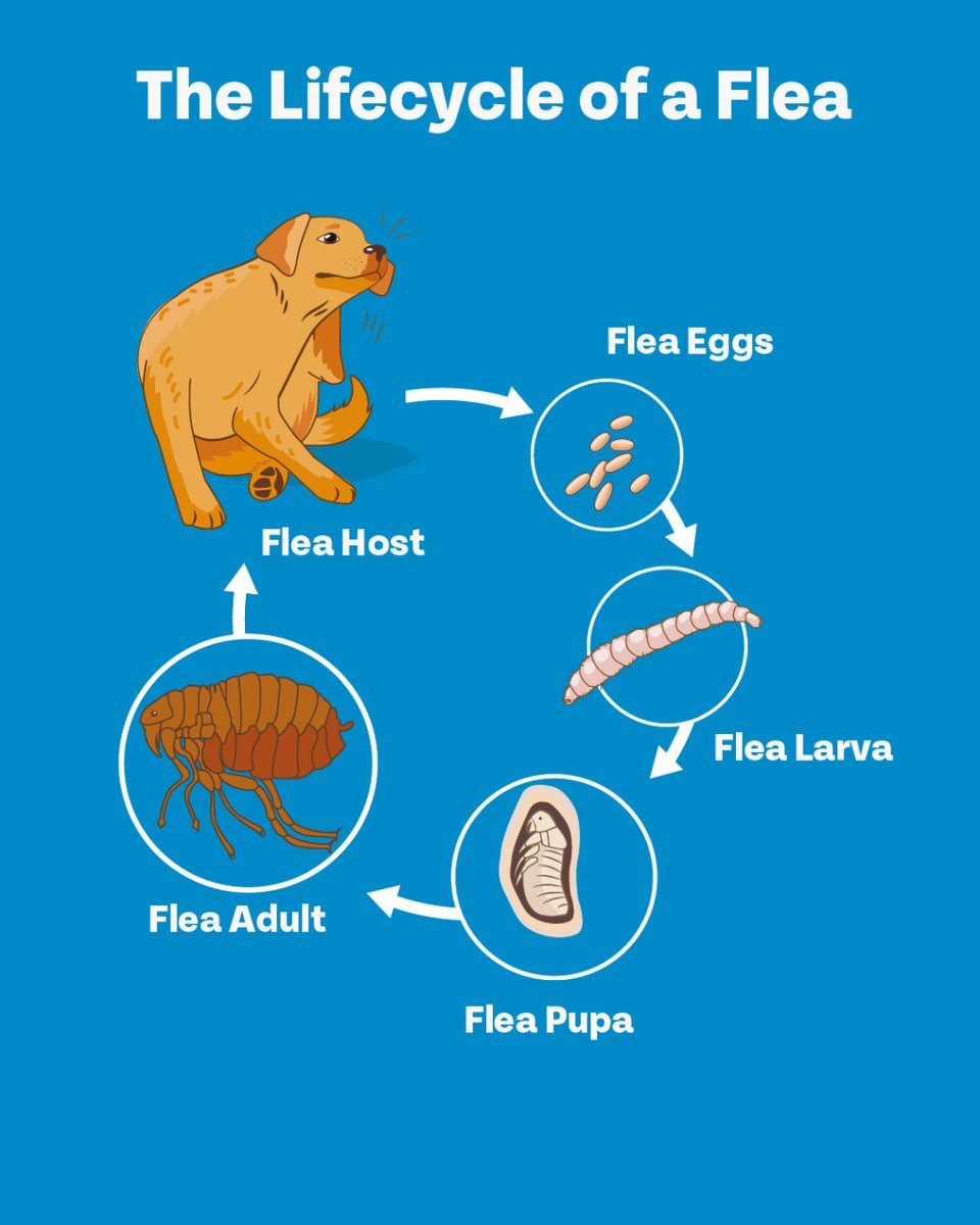 Do you know the life cycle of a flea? 🔄

To survive the flea season, you need to understand the flea cycle, so we have created this easy-to-follow diagram.

You can read more over on our website blog.