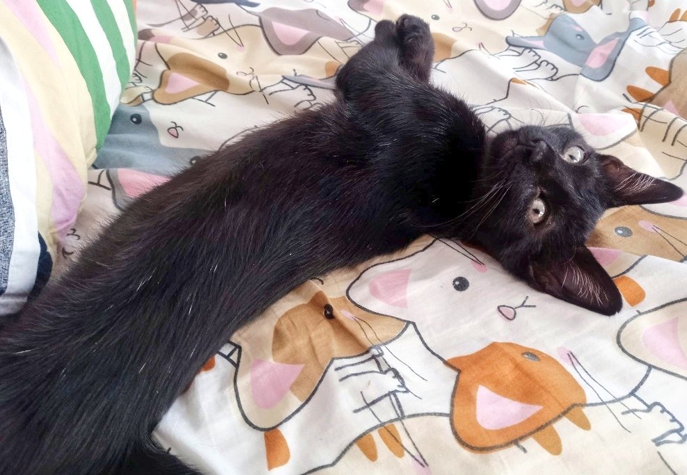 Solo #Cadiz

               Isabelito

Con ese nombre y ese tipazo lo difícil es no adoptarlo.

(Yo ya estoy enamorada 🤣)

Isabelito es un muñeco, ¿lo
adoptas? 

Cto@SfHuellas 
WhatsApp.34 616051872
o cuestionario pre-adopción: 
forms.gle/oimWKxLV6RHoJj