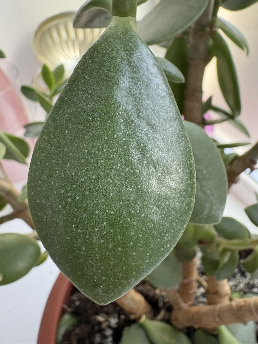 бармен, повтори tweet media