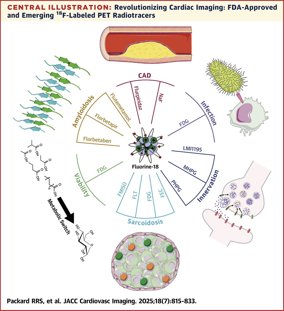Missouri ACC (@missouriacc) on Twitter photo #JACCIMG review: 18F-labeled PET probes in cardiac #sarcoidosis, innervation, and fibrosis/fibroblast activation.
Full article ➡️ ow.ly/zcCH50WsOlc
#cvNuc #cvPET #ACCImaging #cvImaging <a href="/DorbalaSharmila/">Sharmila Dorbala</a> #JACCIMG review: 18F-labeled PET probes in cardiac #sarcoidosis, innervation, and fibrosis/fibroblast activation.
Full article ➡️ ow.ly/zcCH50WsOlc
#cvNuc #cvPET #ACCImaging #cvImaging <a href="/DorbalaSharmila/">Sharmila Dorbala</a>