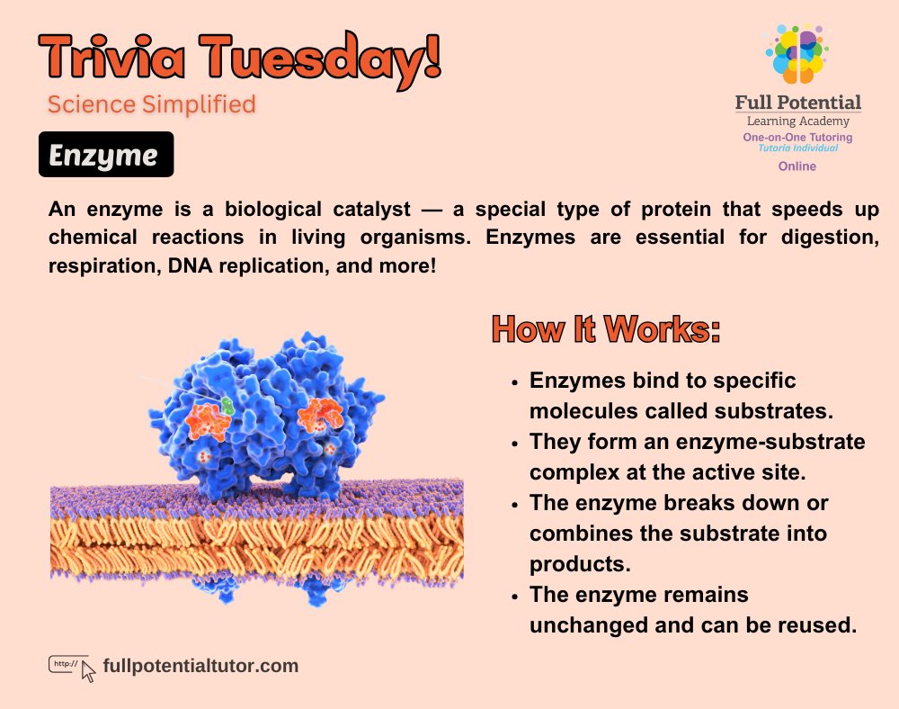 FPLAUSA's tweet image. Enzymes = tiny catalysts with a huge impact! ⚡
They power digestion, DNA replication &amp;amp; more. 

#TriviaTuesday #BrainFacts #NeuroscienceSimplified #FullPotentialTutor #Neuroscience #BrainFunction  #Enzymes #FullPotentialLearningAcademy #Miami #FPLA