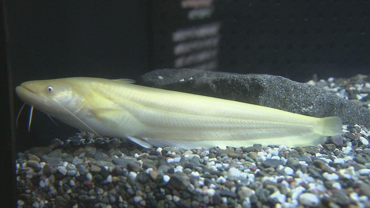 ライブドアニュース tweet media