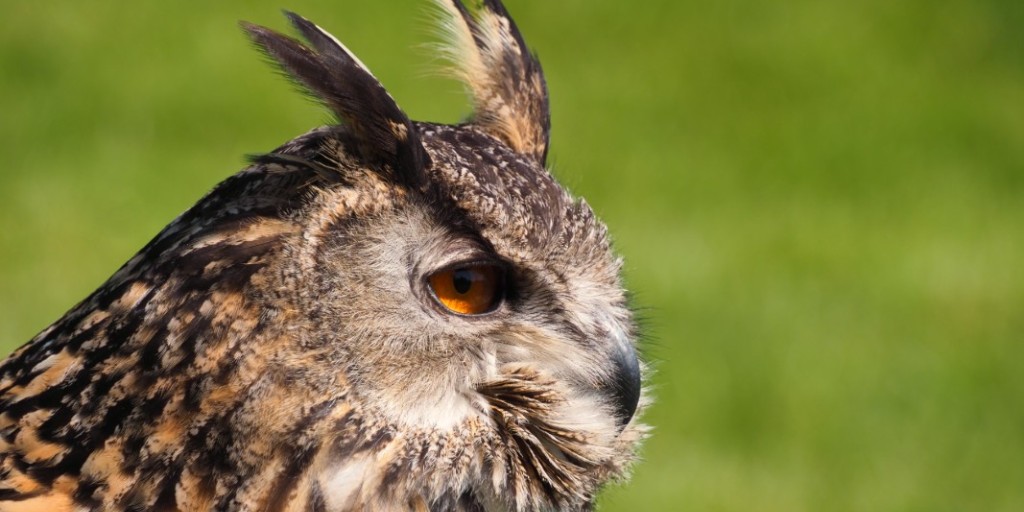 Join Birds of Prey on the Swinton Estate for an unforgettable full-day photographic workshop with Essence of Light – designed for photographers who want to capture the majesty of birds of prey up close.

Book now: ow.ly/tlJ550WEnWB 

#SwintonEstate #WildlifePhotography