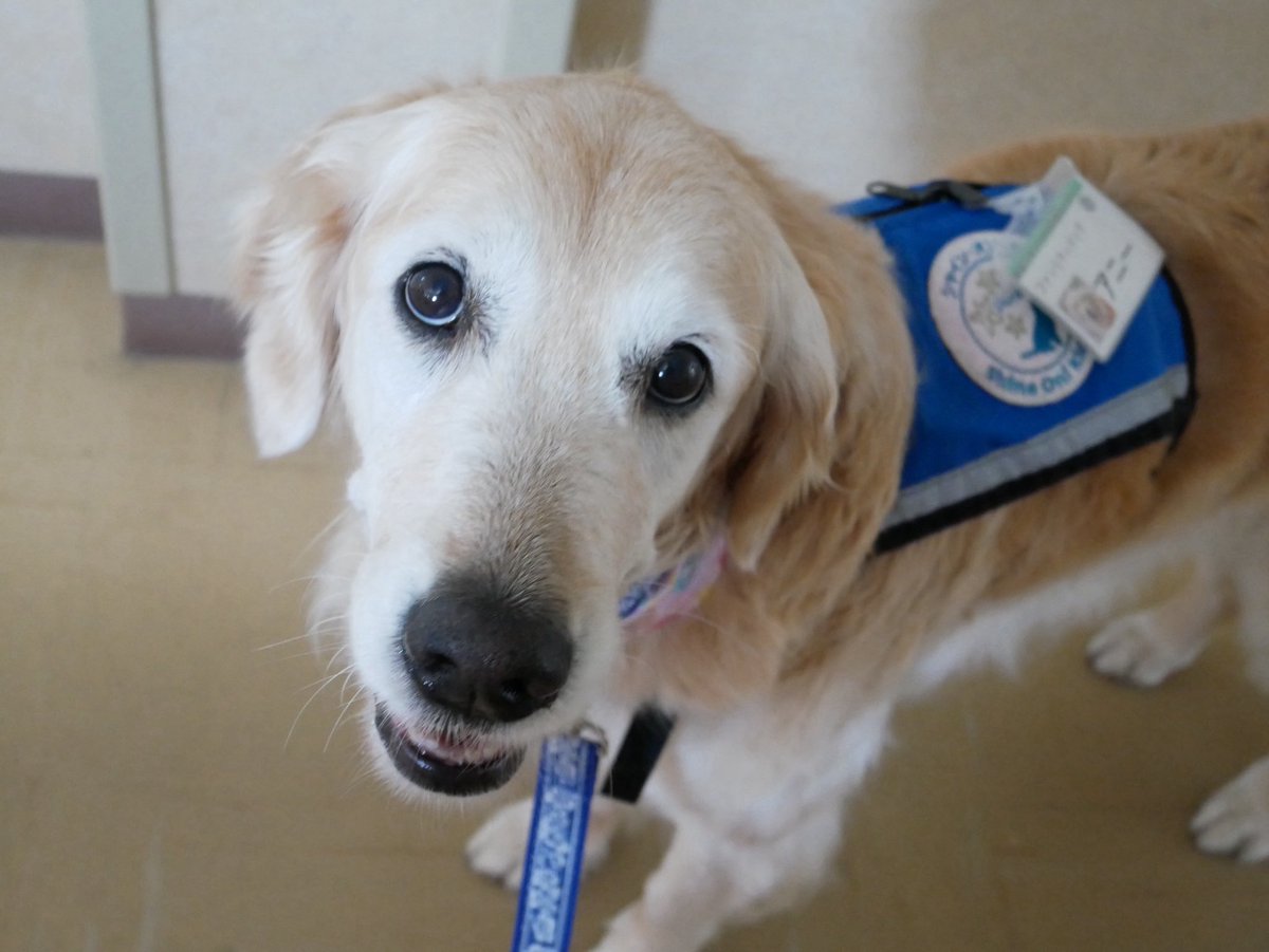 アニーです。

今週お盆休みの方も多いのではないでしょうか。

先週末には大雨で被害のあった地域もあり、
心配しています。
これから暑さも戻ってくるようです。
皆さま、安全に、そして楽しいお盆休みを
お過ごしください。

くりくりお目目のアニーより。

#アニー　#ファシリティドッグ