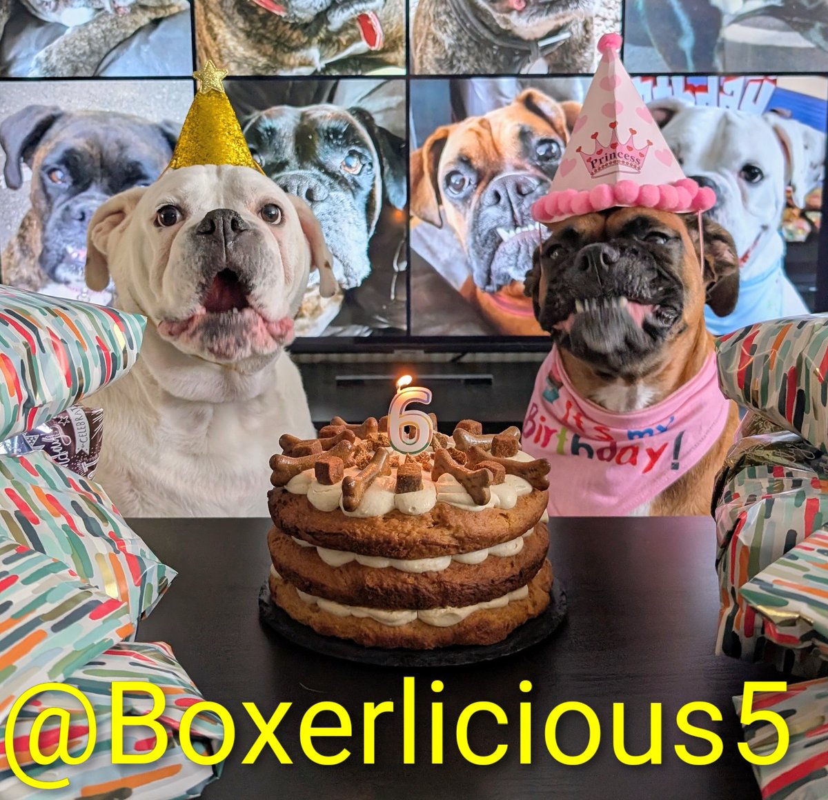 Boxerlicious5's tweet image. Say cheeeese!!! 🐶🐶 Happy Birthday to our special girl, Tayla 🐾 Although, I'm not sure she's happy that it looks like her brother Cooper is about to blow out her candle 🎂😂 #boxerdogs #dogsofx