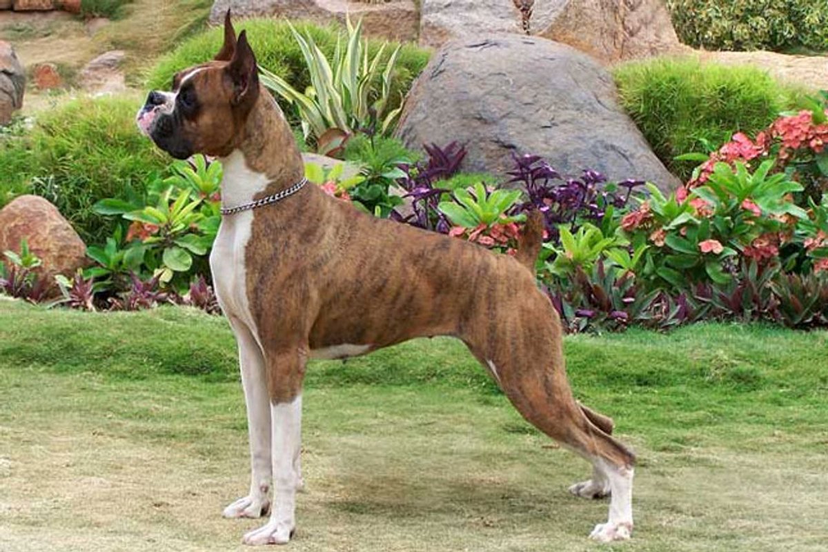 boturitter's tweet image. Magazine cover model! 📸 This dog poses better than I do. 🐾👑 #dogmodel #boxer #dogstyle #perfect
