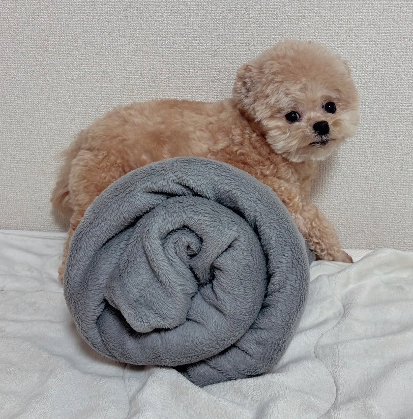 ご飯待機が常にこれになりました🧸

#ポメプー