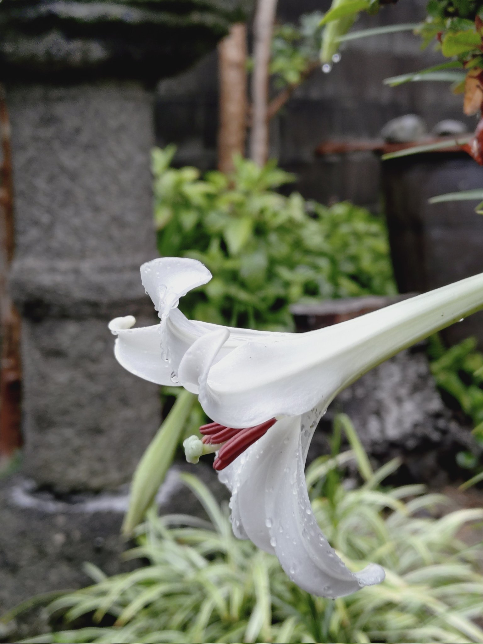 赤澤屋商事 深く、透く「赤い筆」リレッド/Rered on X: 