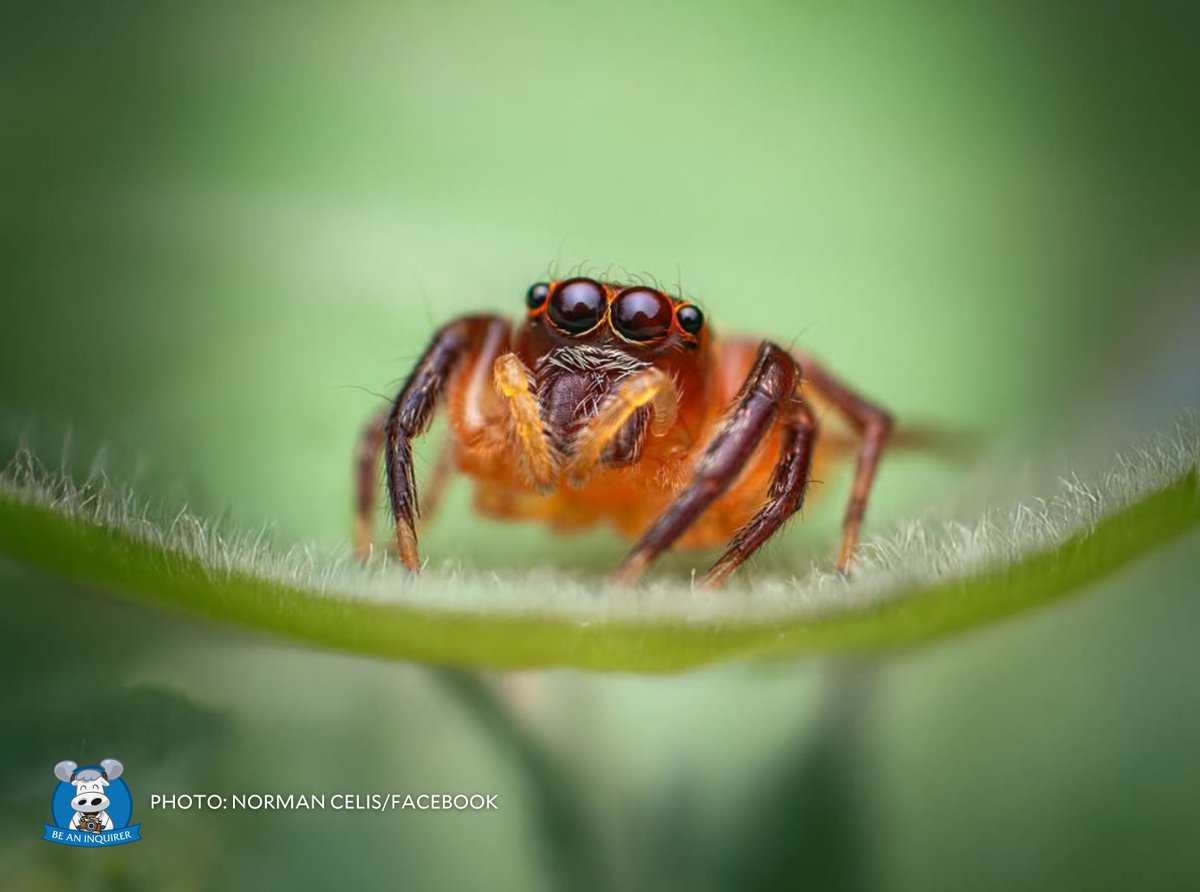 BeAnINQUIRER's tweet photo. FROM HOBBY TO ADVOCACY 📸🏞️

LOOK: A 47-year-old nature lover from Valenzuela City shared his photos of tiny insects taken through macro photography to advocate for nature protection.

📸: Norman Celis/Facebook | @llyna_oei #BeAnINQUIRER #BAIxINQ https://t.co/iNqFLsWZtZ