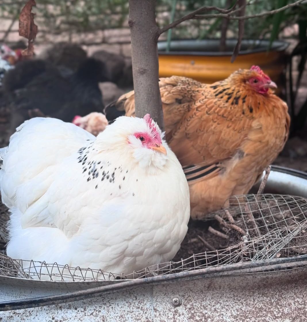 colaghost_'s tweet photo. @XinxaxStarbird Chickens https://t.co/mvP8rbKh3f