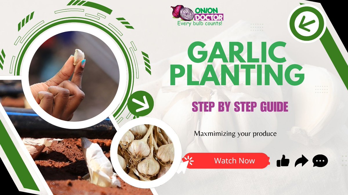 Join us at Benjamin's farm as we plant garlic after installation of a drip irrigation kit!  

A step-by-step on how to effectively plant garlic to maximize on germination percentage and boosts crop yields.  
youtu.be/lL98AmfSheg?si…