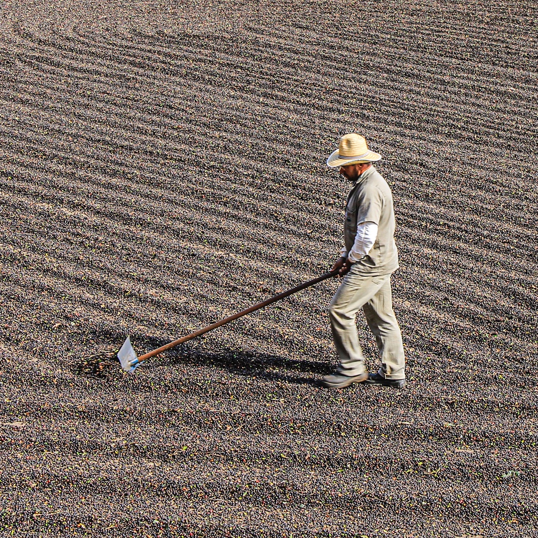 Now that is a lot of coffee! Love this shot from the producers of our new Brazilian Decaf.

#coffee #decaf #decafcoffee #decafcoffeelover #decafespresso #decaffiltercoffee #lovecoffee #lovedecafcoffee #coffeelover #coffeetime #braziliancoffee #braziliandecaf #braziliandecafcoffee