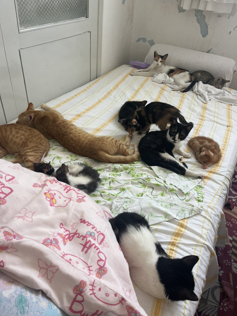 denizseckin0555's tweet photo. Arkadaşlar yavru canlarımız için birkaç kilo mama yardımı yapabilir misiniz? Masrafları konusunda gittikçe daha da zorlanıyoruz 

https://t.co/Mu8xQitE8O https://t.co/BiTwkGjKOT