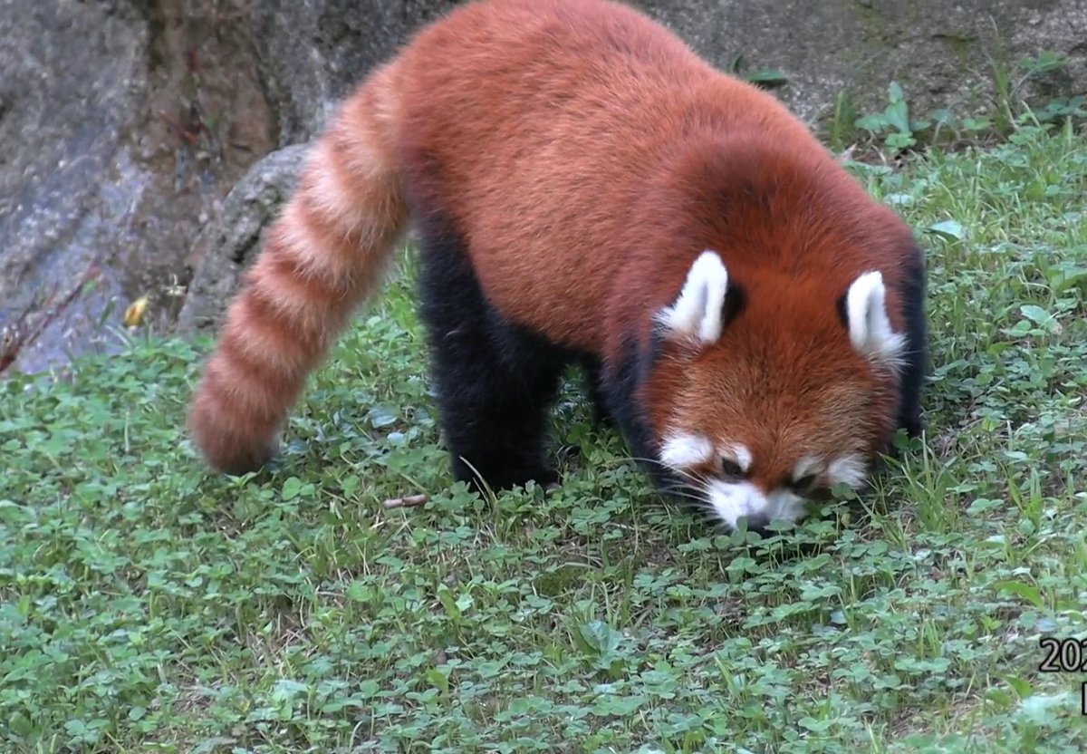 통통 리안

#서울대공원
#서울동물원
#레서판다
#리안