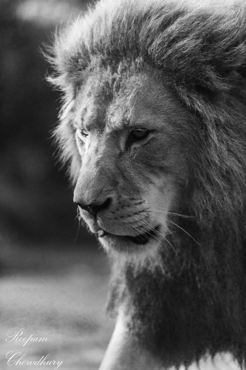 RoopamLive's tweet photo. Royalty

#blackandwhiteportrait, #blackandwhitephoto, #portrait #blackandwhite #lionphotography #animalportrait  #monochrome #wildlifephotography #blackandwhiteportrait https://t.co/pGqJDlBc0A