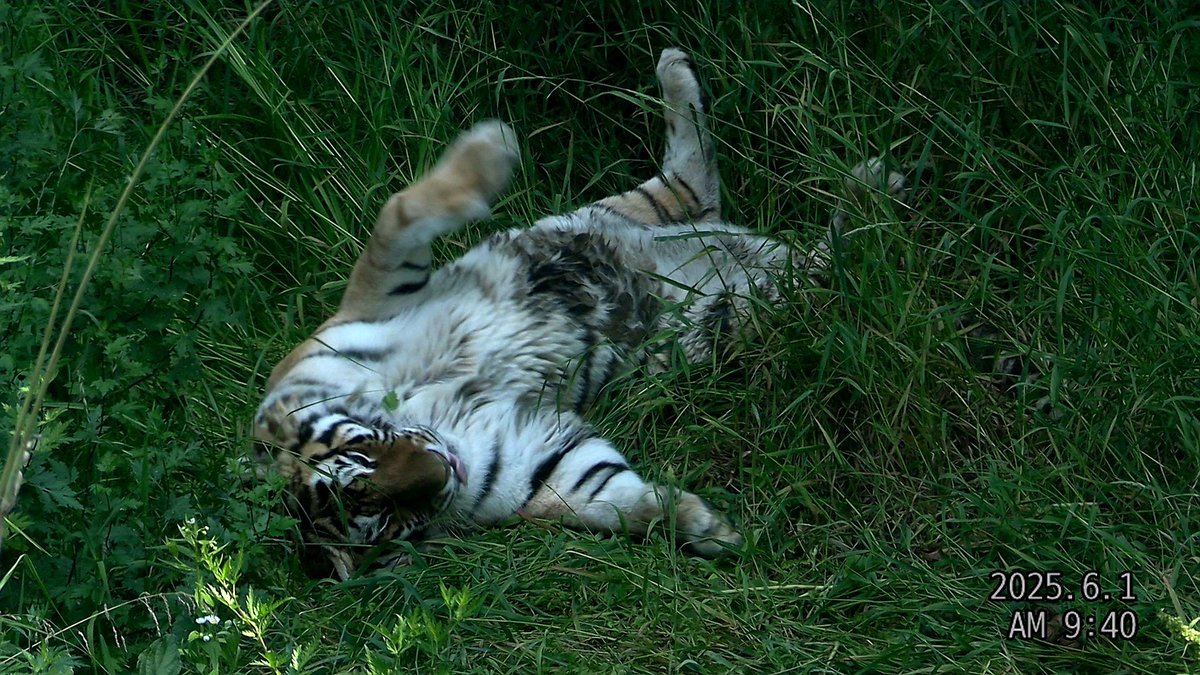 우치동물원 시베리아호랑이 호민이

#시베리아호랑
#아무르호랑이
#한국호랑이
#우치동물원
#호민