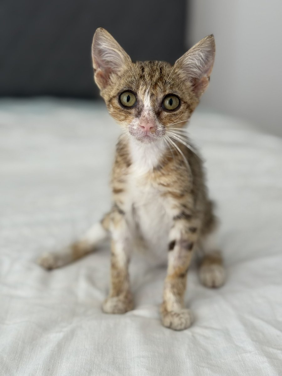 Sen 1 hafta diren ama sana yuva çıkmasın. 
Ayıp böylesi ayıp 🫠
Hemen yayalım twiti 
Didimdeyiz çok isterseniz İstanbul’a geliriz 🌸 öncelik Didim yuva ❤️