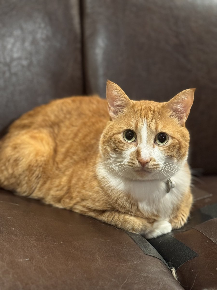 雨の日は暇ですニャ☔️