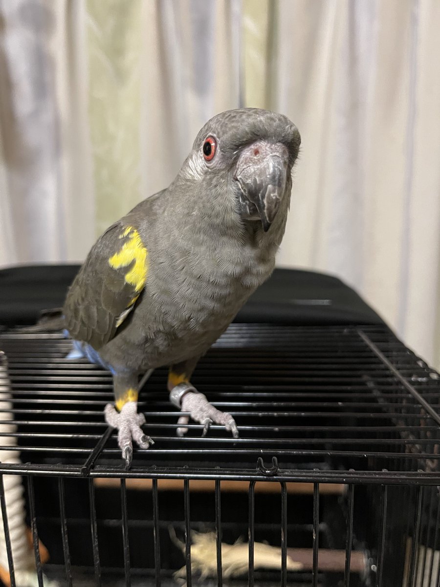 carcharodon609's tweet photo. 帰ってきました。くうちゃんは甘えてきてくれてとても嬉しかったです🥰サメの唐揚げは美味しかったからまた食べたい〜 https://t.co/rbodbjVjf5