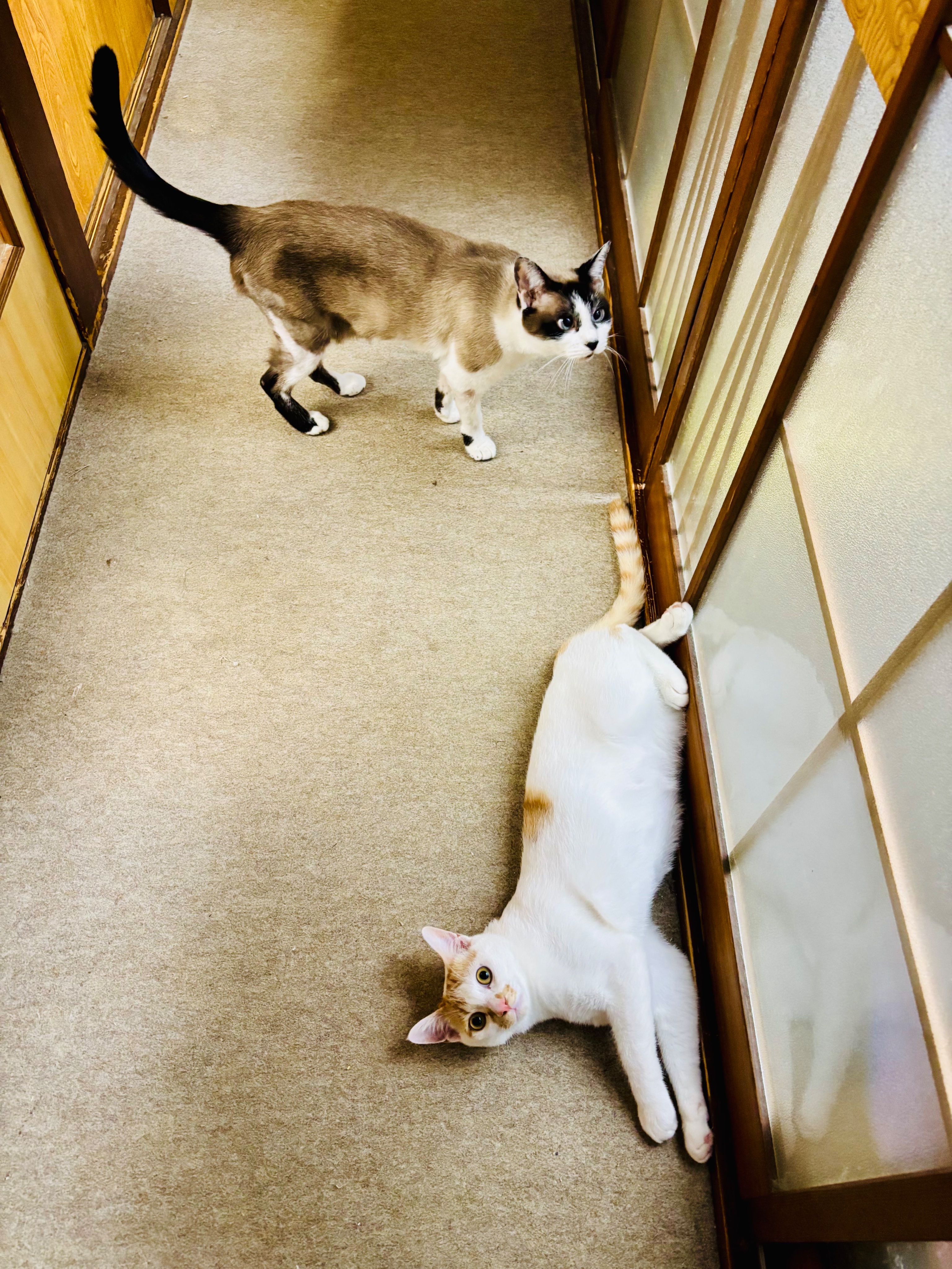 「サビ猫」ポジャギ　けいとたまちゃんです！！！ サビ猫」ポジャギ けいとたまちゃんです！！！ サビ猫たまちゃん