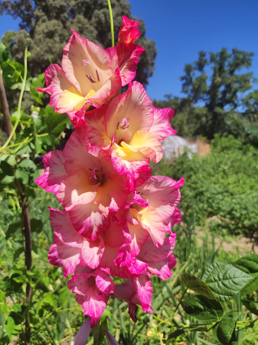 KatySnchez's tweet photo. Gladiolo "Priscilla'" una variedad de sus flores grandes de colores blanco crema, rosa y toques amarillos #gladiolos #flores #hacerfotos https://t.co/b2tCW4NyVc