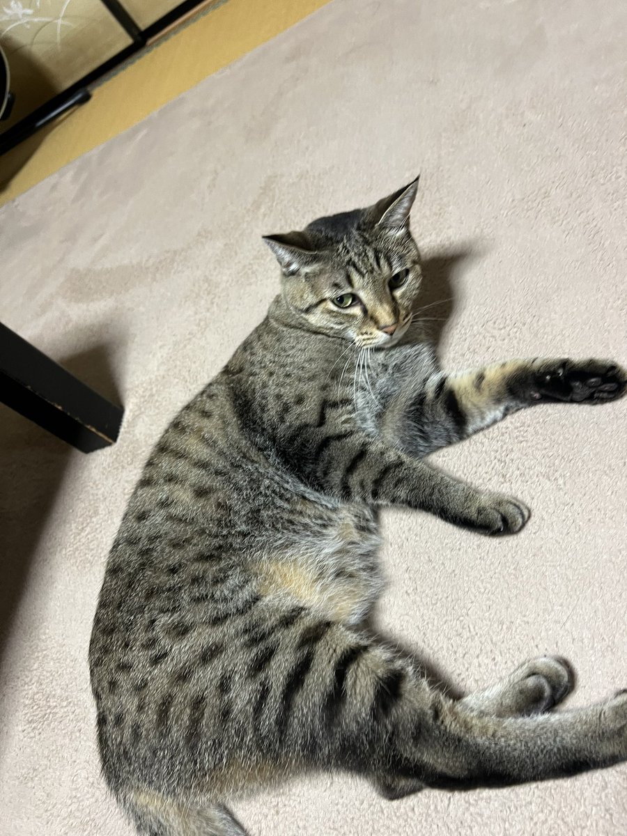 実家の猫可愛い