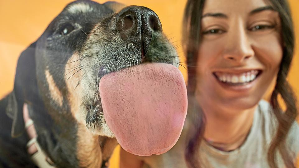 What if dogs could live longer and healthier lives? Loyal’s Celine Halioua has raised $135 million from top investors to develop canine longevity pills—and expects to get her first conditional approval from the FDA next year.
go.forbes.com/c/3YHX