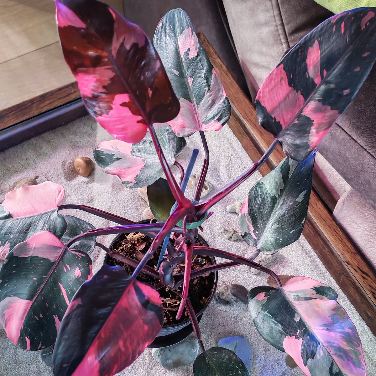 my mom has this plant and every time I see it I'm like. that's a From Zero plant. look at it.
