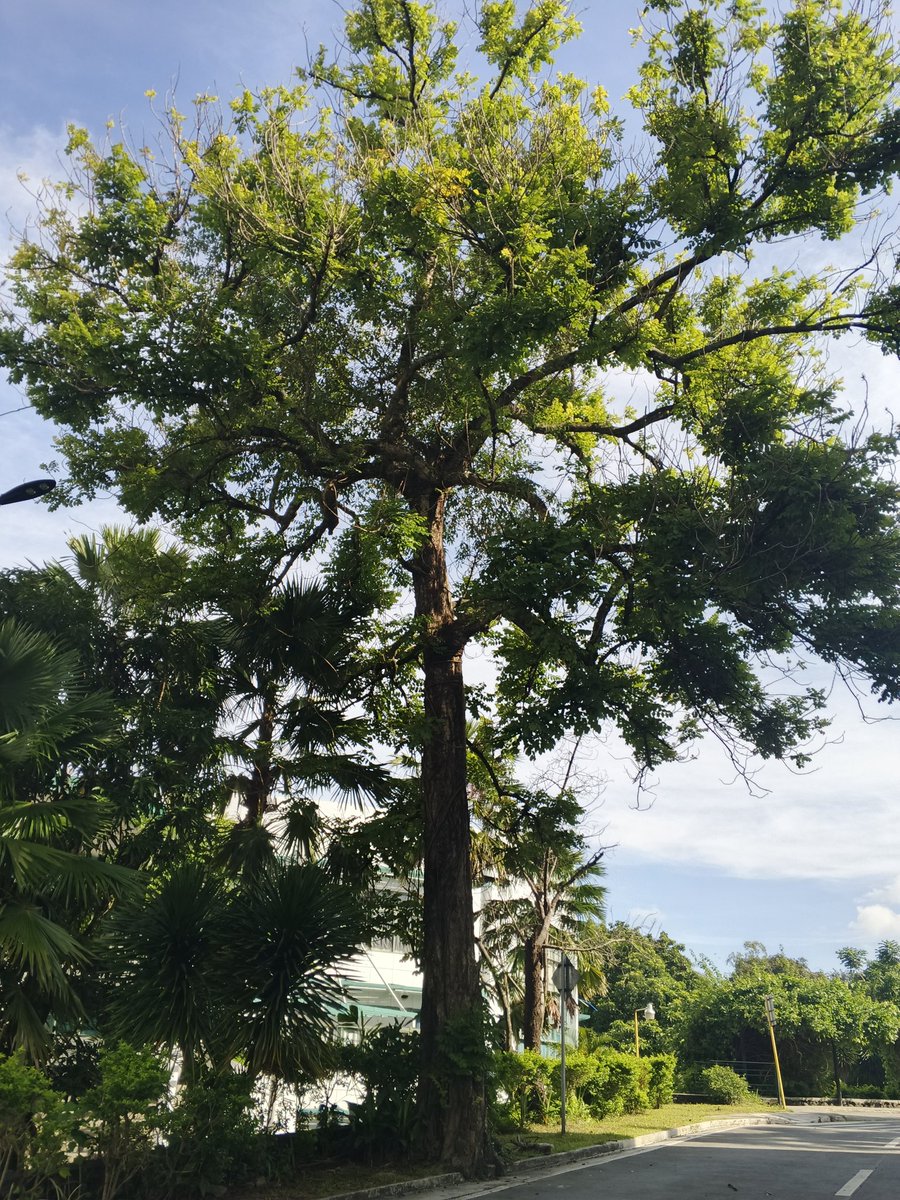 i2log's tweet image. that morning walk 🍃🚶‍♀️