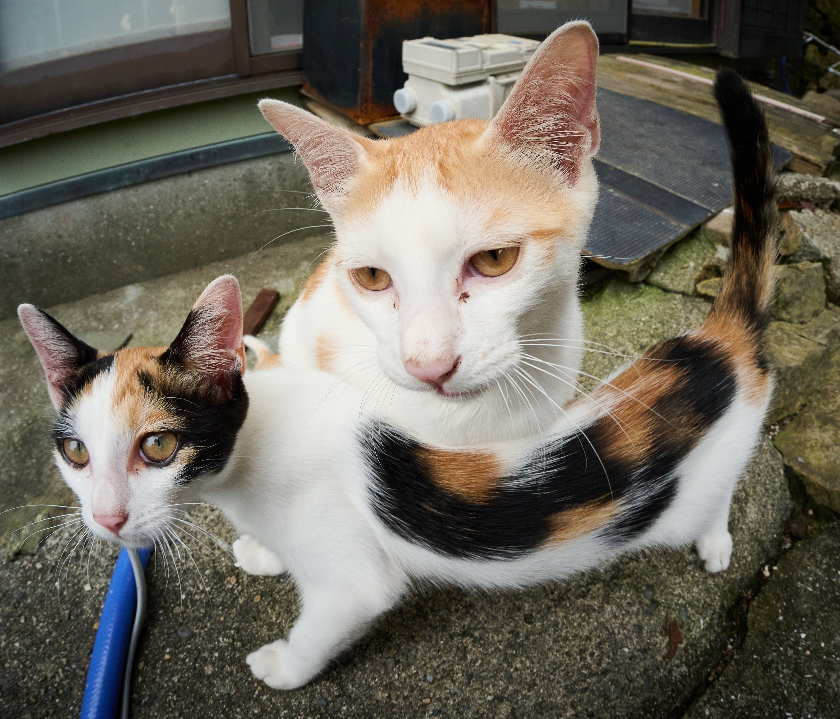 ブリキの猫　実動 Azuki and Sakura's weight has now matched that of the