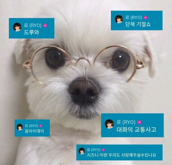 오늘 채팅에서 료가 딥한(?) 한국어 와다다 쏟아내서 다소 이렇게 보였우 한국말 왜이렇게 늘엇지 전교1등 강아지 ˃̣̣̣̣̣̣︿˂̣̣̣̣̣̣ 특히 대화의 교통사고 아 ㅁㅊ 고급어휘 내가 교통사고 당한 기분이엇은 천재강아지야