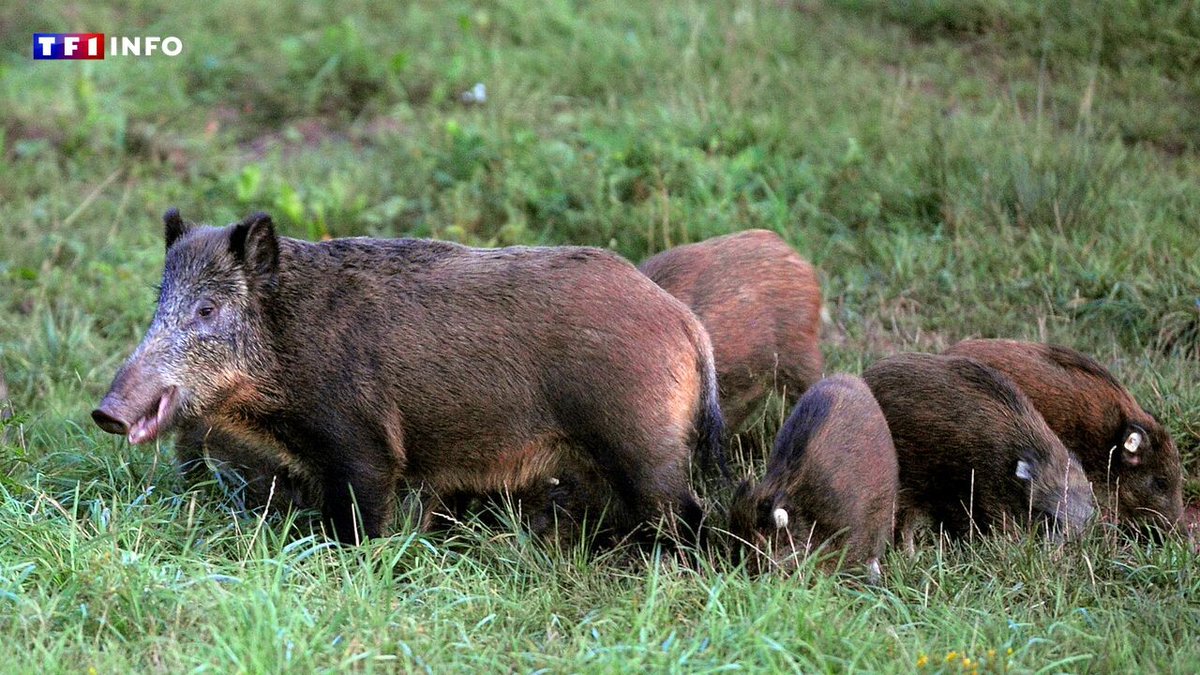 La NASA a fait une étrange découverte sous la surface de la Lune -  NotebookCheck.biz News, image size:1200x675