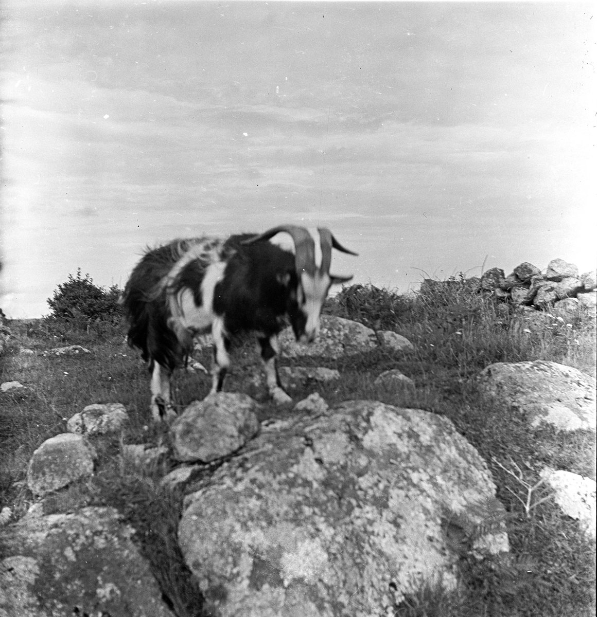 Pocán gabhair, Gaillimh
duchas.ie/ga/cbeg/25831
Grianghrafadóir: Caoimhín Ó Danachair