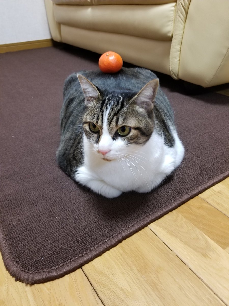 ruokap's tweet photo. @MiniraDiary 今まで支えてくれた自慢のにゃんこ🐱 https://t.co/KY7f2pWEih