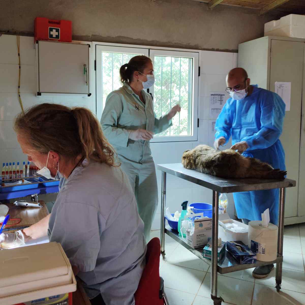 In 2022 verhuisden 34 in beslag genomen berberapen naar Tazekka National Park. In het kader van ons Born to be Wild project bereiden we de dieren hier stap voor stap voor op hun terugkeer naar het wild. Daarbij hoort een uitgebreide medische check: bit.ly/AAP-vrijvanzie…