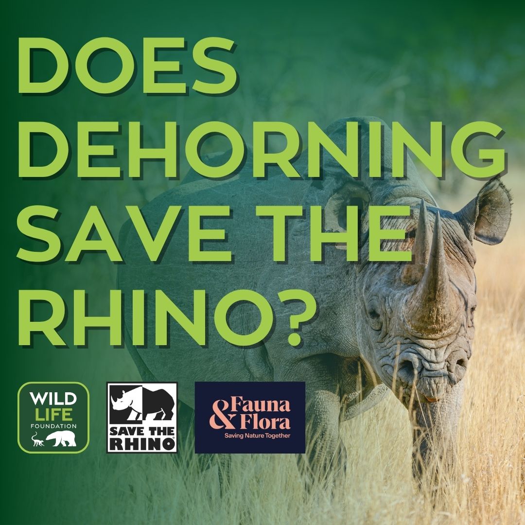 WildLife Foundation tweet media